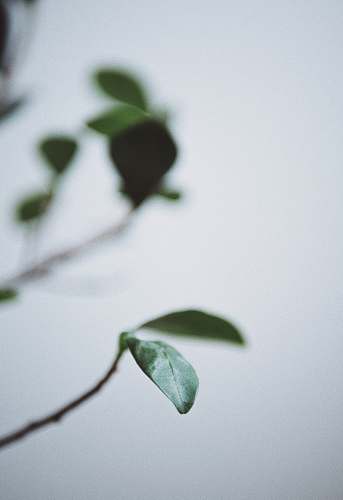 grey selective focus of green leaf south laurel